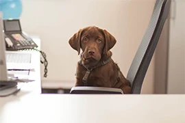 Loki, der Bürohund von IntraProfil